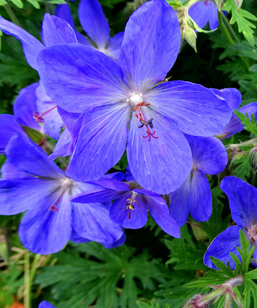 Cranesbill